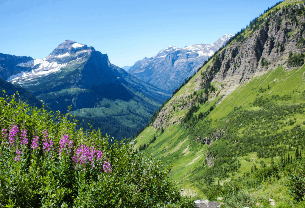 Scenic mountains and flowers in Glacier national park