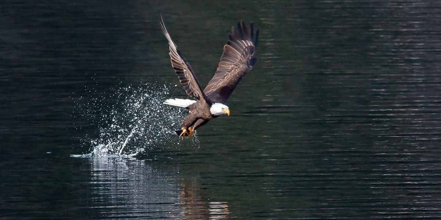 eagle while bird watching near missoula
