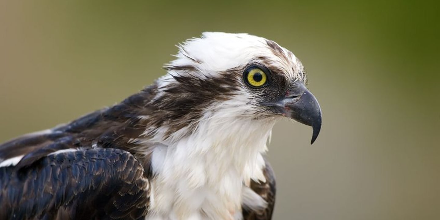 osprey while bird watching near missoula