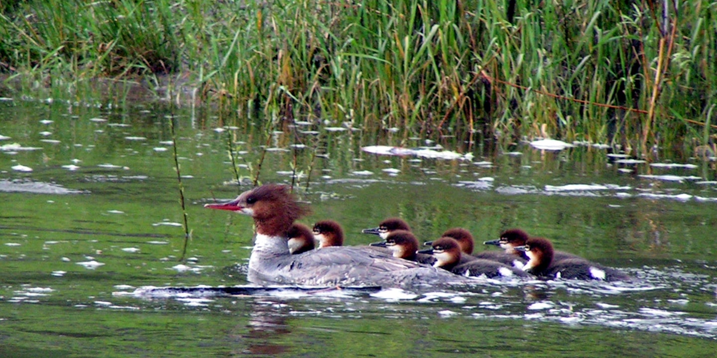 bird watching near missoula