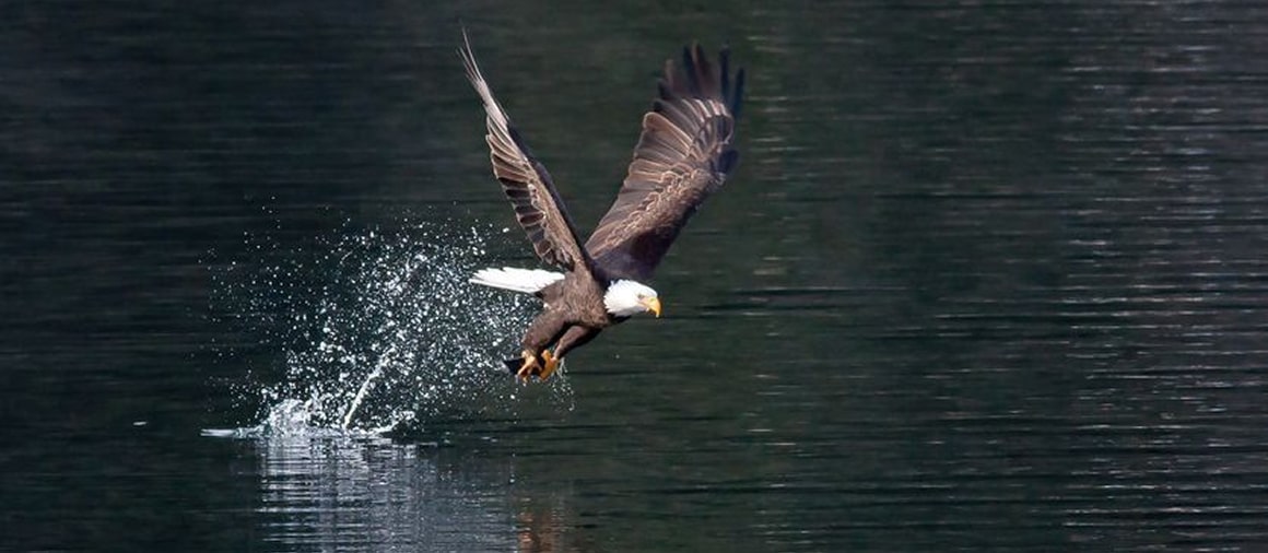 eagle while bird watching near missoula