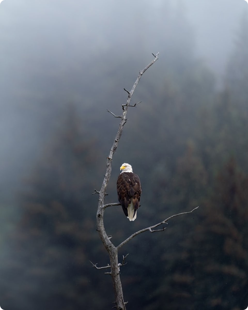 eagle on blackfoot river montana